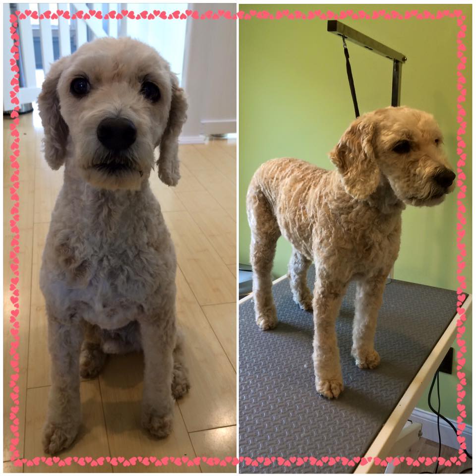 The Fairy Dogmother Photo Gallery